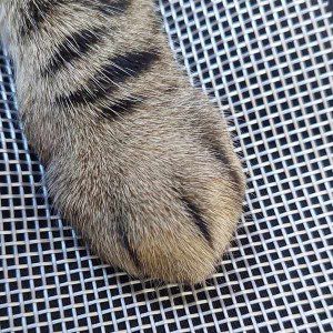 Detalhe da pata de um gato sobre a tela para pet