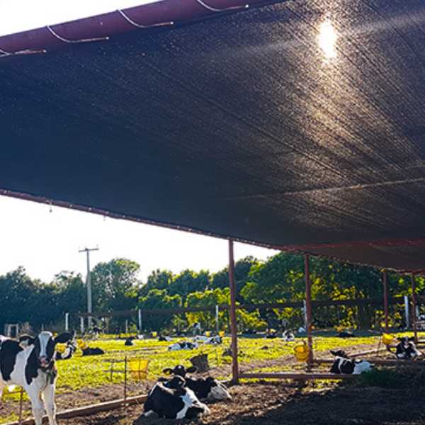 tela para gado instalada para proteção contra o sol e proteção contra a chuva forte