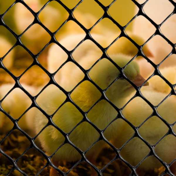 tela pinteiro instalada em um cercado de pintinhos